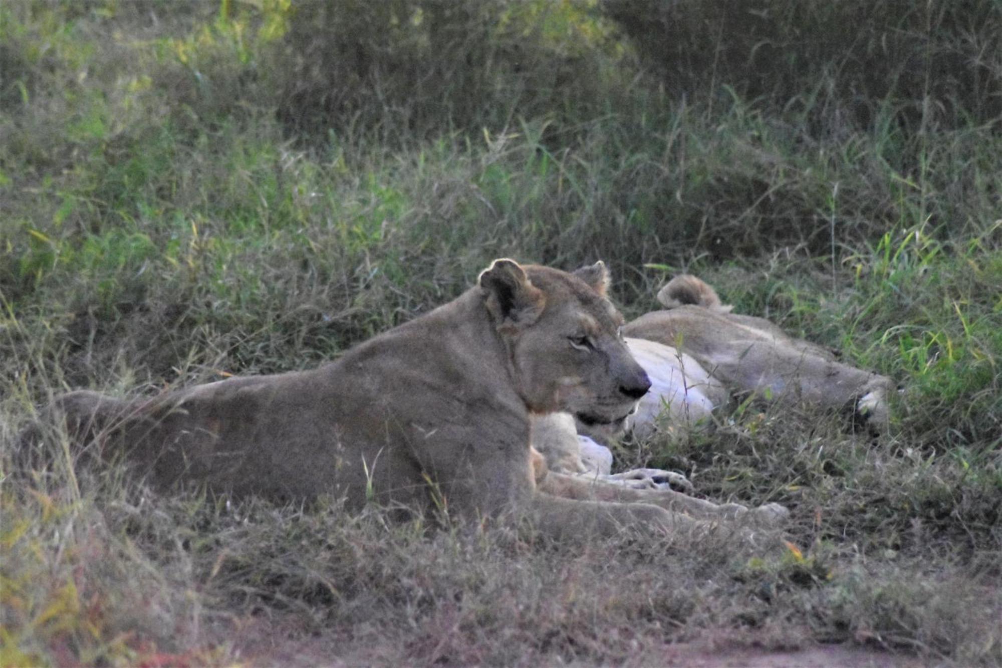 The Baobab Bush Lodge And Villa Hoedspruit Luaran gambar
