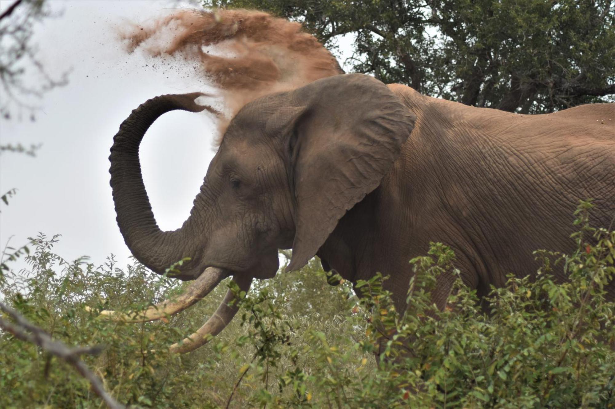 The Baobab Bush Lodge And Villa Hoedspruit Luaran gambar