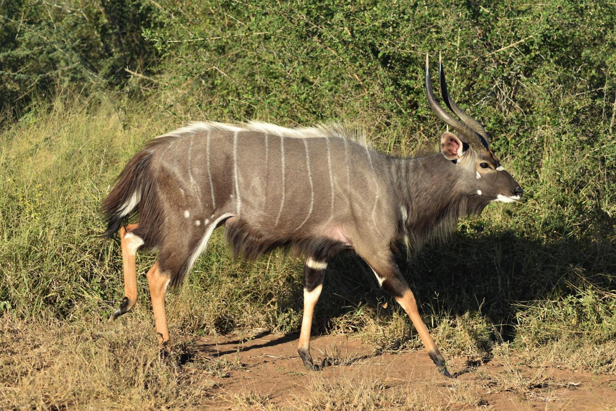 The Baobab Bush Lodge And Villa Hoedspruit Luaran gambar
