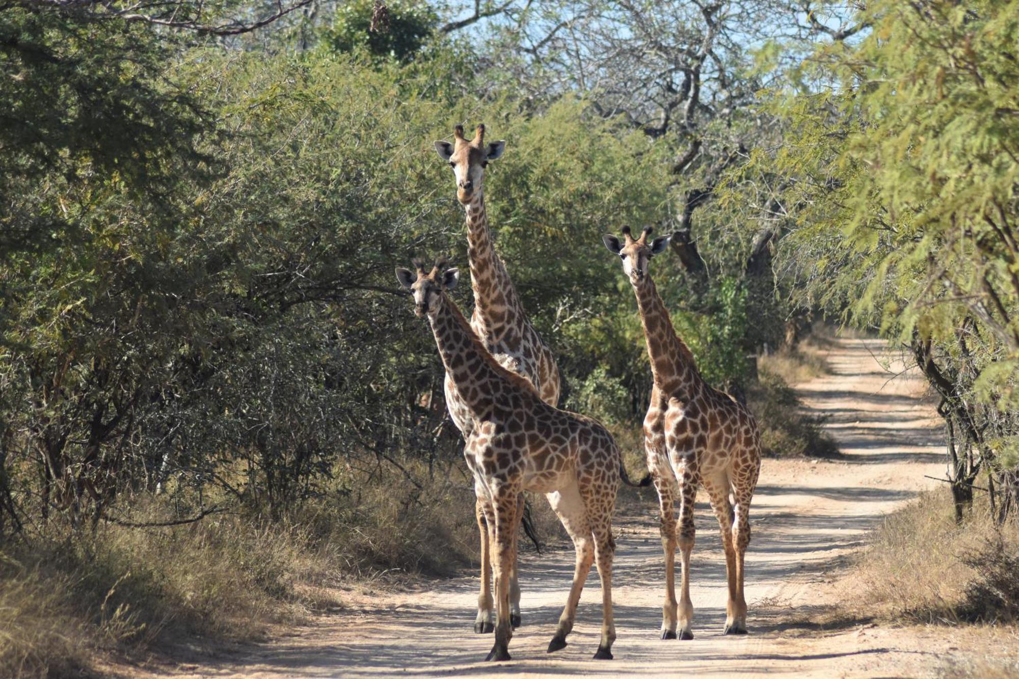 The Baobab Bush Lodge And Villa Hoedspruit Luaran gambar