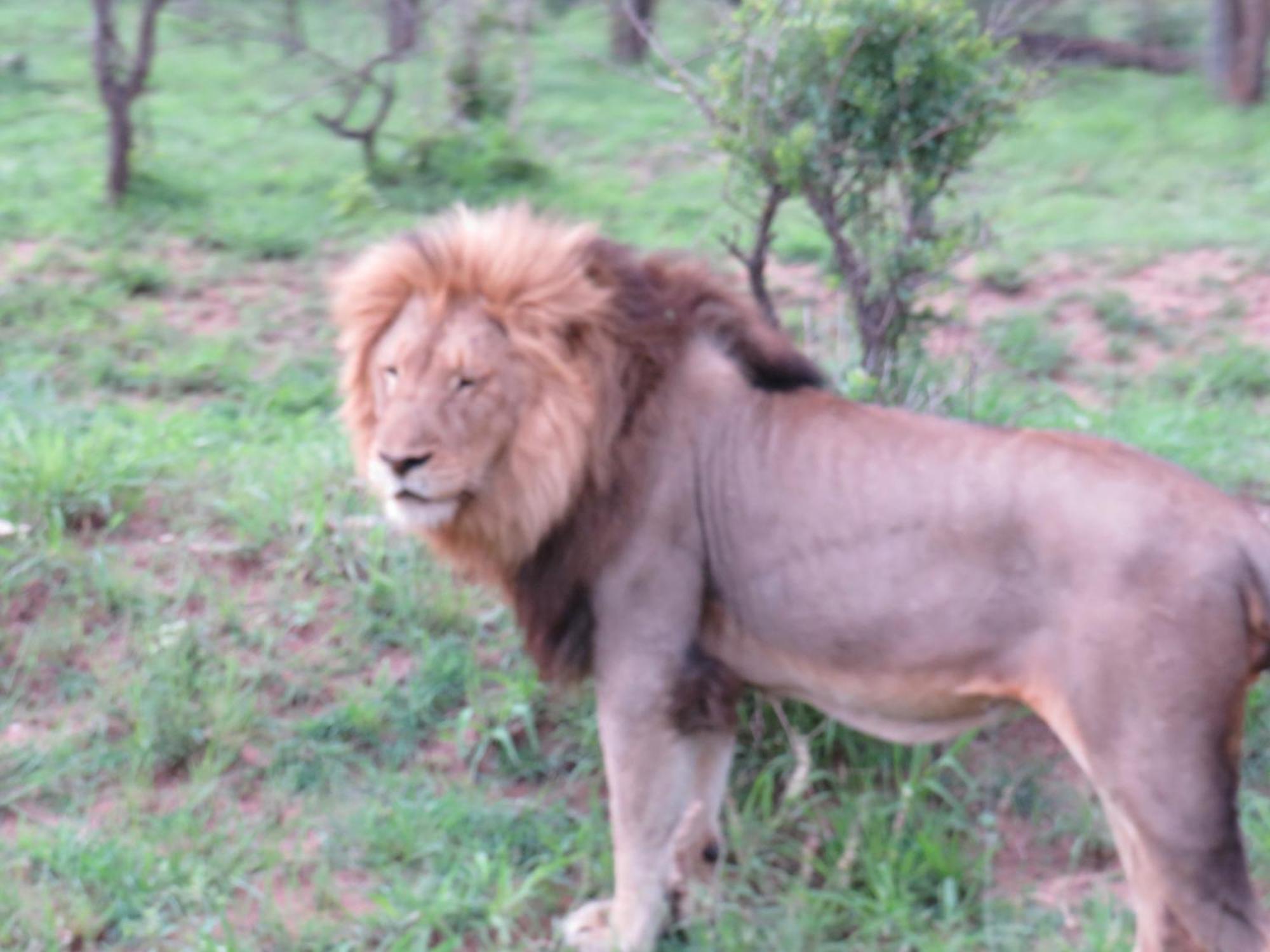 The Baobab Bush Lodge And Villa Hoedspruit Luaran gambar
