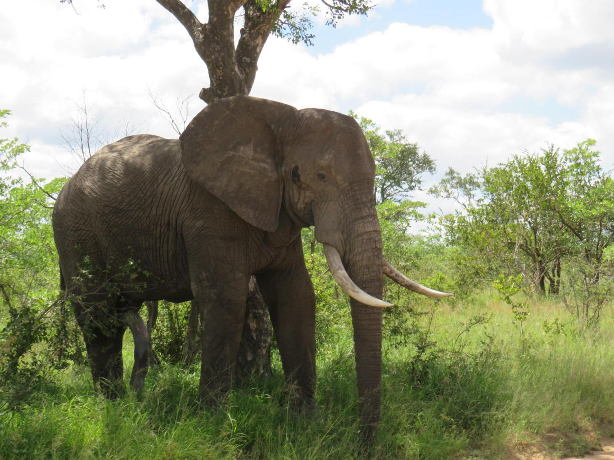 The Baobab Bush Lodge And Villa Hoedspruit Luaran gambar