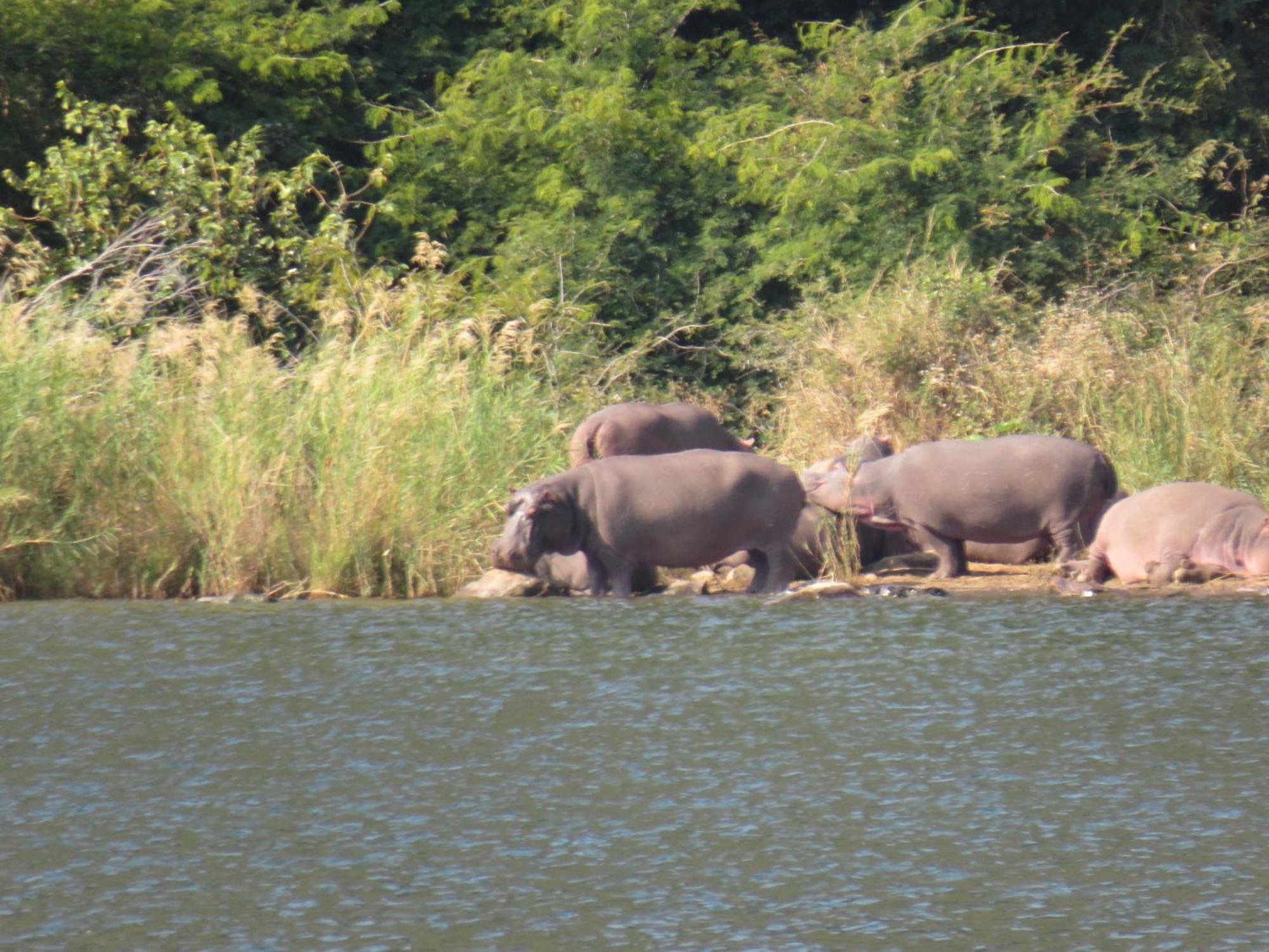The Baobab Bush Lodge And Villa Hoedspruit Luaran gambar