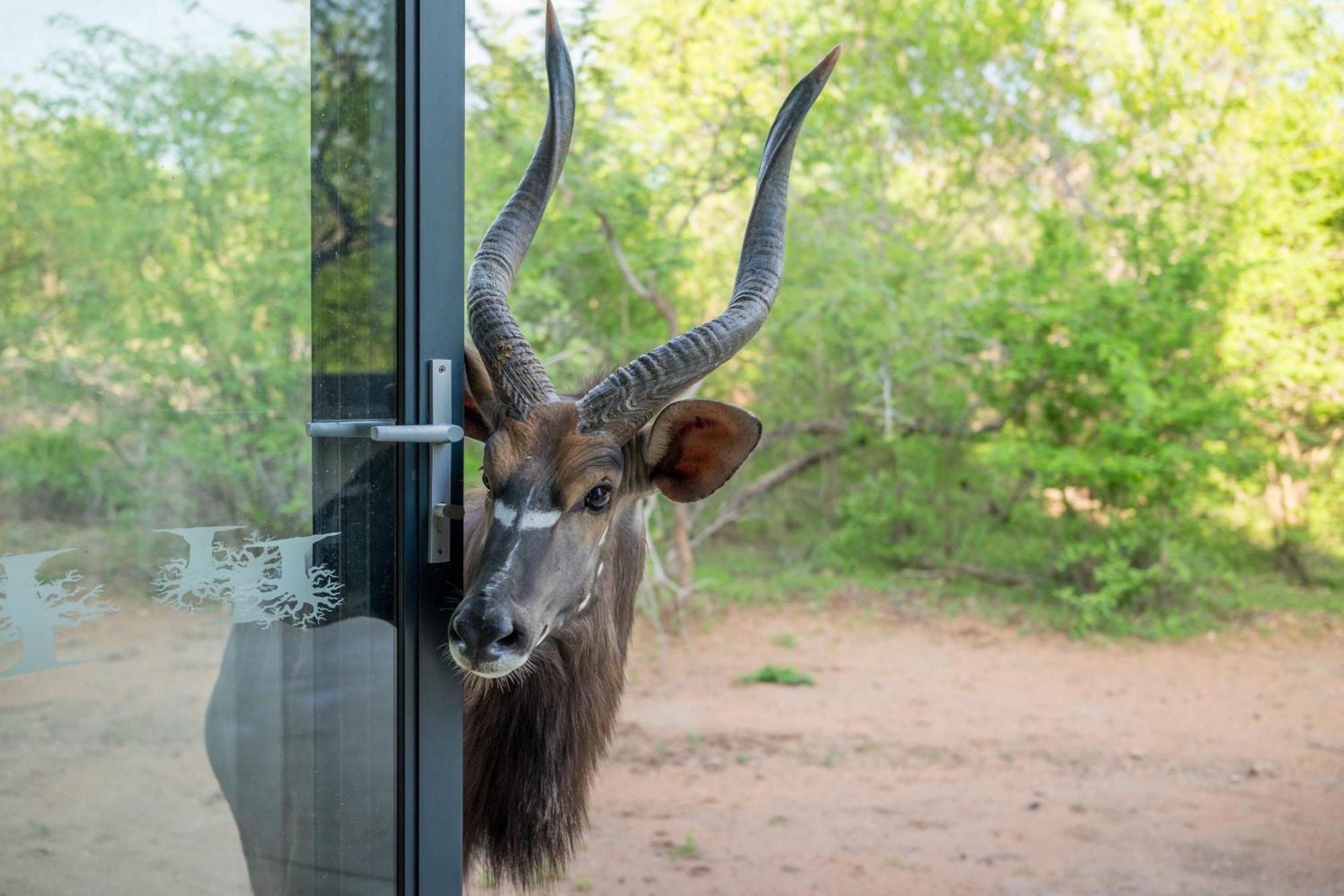 The Baobab Bush Lodge And Villa Hoedspruit Luaran gambar
